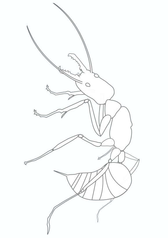 Real Ant free coloring pages for kids