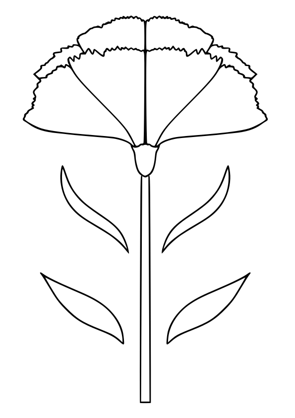 Carnation3 free coloring pages for kids