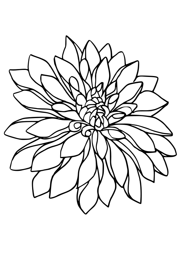 Dahlia free coloring pages for kids