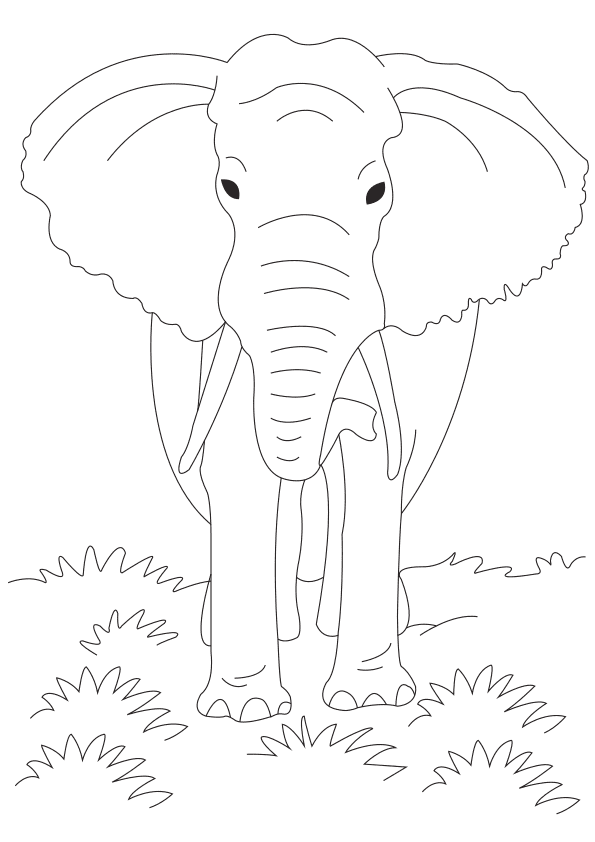 リアルな動物ー象さんの塗り絵です