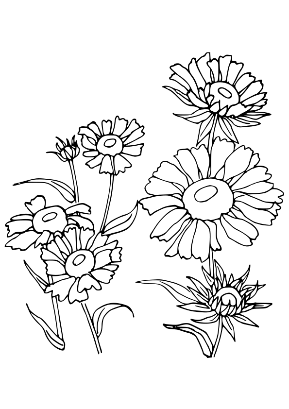 Gaillardia free coloring pages for kids