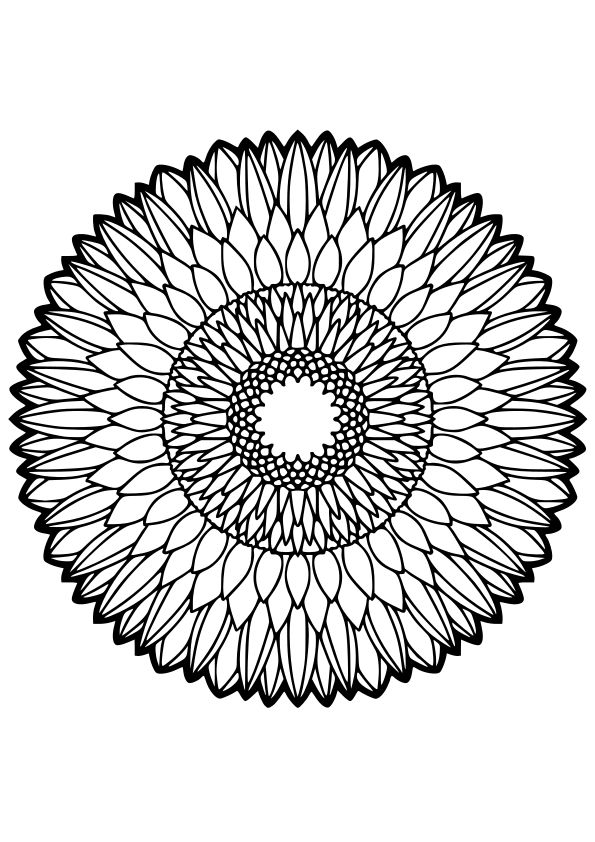 African daisy free coloring pages for kids