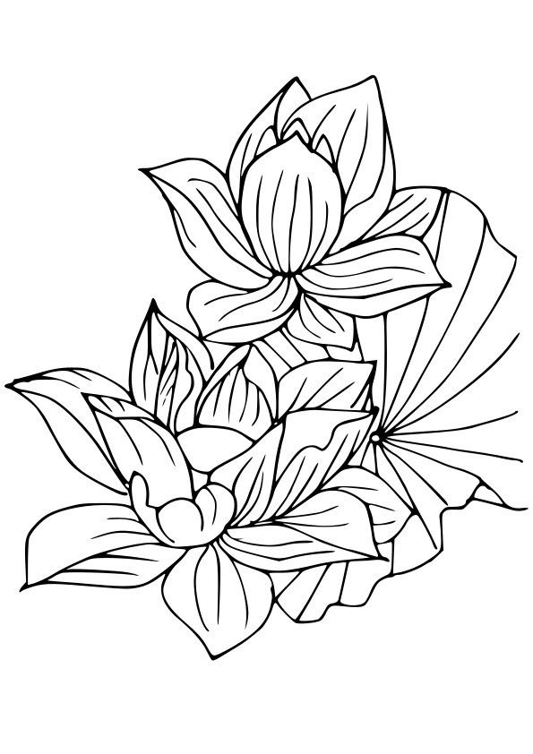 Lotus3 free coloring pages for kids
