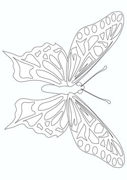 Butterfly2 free coloring pages for kids