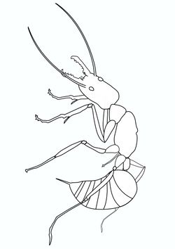 Real Ant free coloring pages for kids