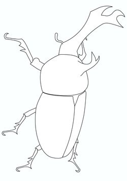 Real beetle coloring pages for kindergarten and preschool kids activity free