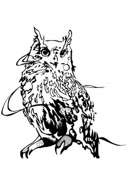 Premium 10 Owl free coloring pages for kids