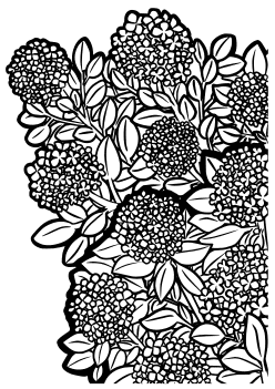 Hydrangea2 coloring pages for kindergarten and preschool kids activity free