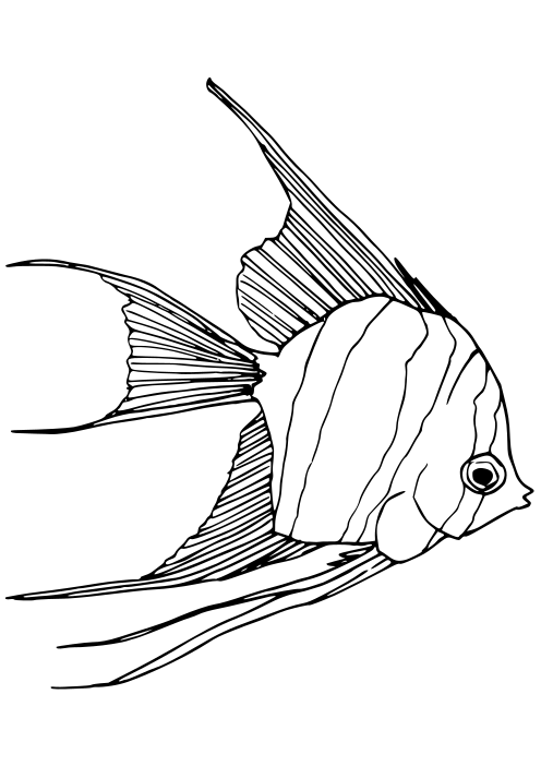Angelfish free coloring pages for kids