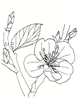 Apricot free coloring pages for kids