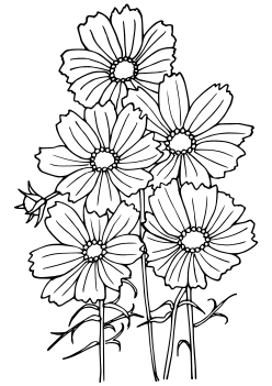Cosmos Flower coloring pages for kindergarten and preschool kids activity free