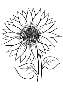 Sunflower11 coloring pages for kindergarten and preschool kids activity free