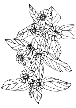 Melampodium coloring pages for kindergarten and preschool kids activity free