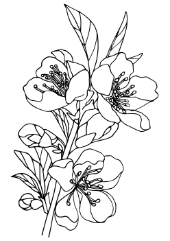 Peach Flower coloring pages for kindergarten and preschool kids activity free