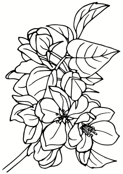 Apple Flower coloring pages for kindergarten and preschool kids activity free