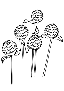 Globe amaranth free coloring pages for kids