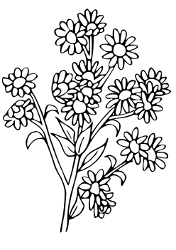 Tatarian aster coloring pages for kindergarten and preschool kids activity free