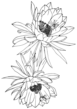 Dutchman's pipe cactus free coloring pages for kids