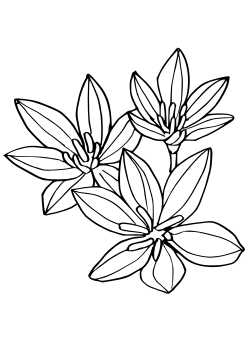 Zephyranthes free coloring pages for kids