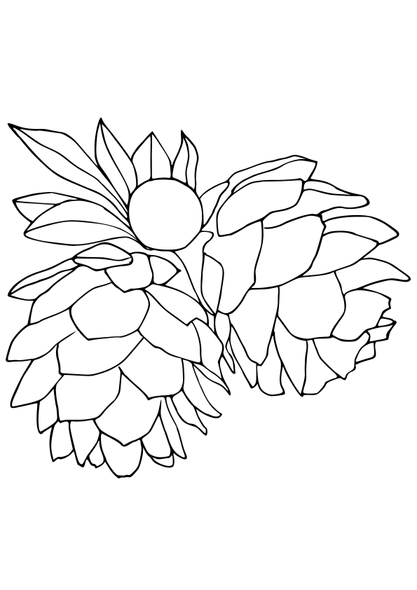 pinecone free coloring pages for kids